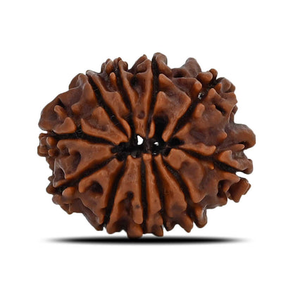 11 Mukhi Rudraksha (Nepal) 23.44 MM