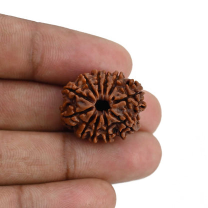 11 Mukhi Rudraksha (Nepal) 23.44 MM