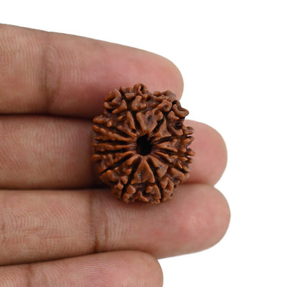 11 Mukhi Rudraksha (Nepal) 23.44 MM