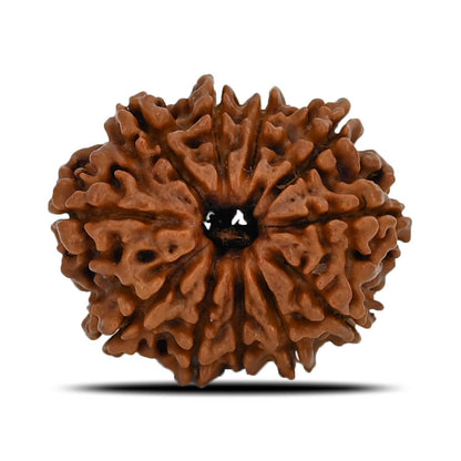 11 Mukhi Rudraksha (Nepal) 22.6 MM