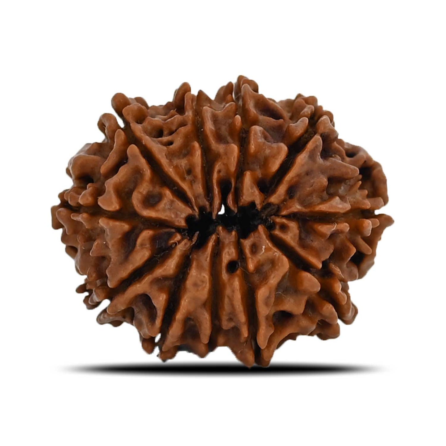 11 Mukhi Rudraksha (Nepal) 22.6 MM