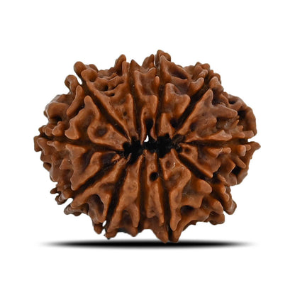 11 Mukhi Rudraksha (Nepal) 22.6 MM