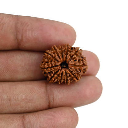 11 Mukhi Rudraksha (Nepal) 22.6 MM