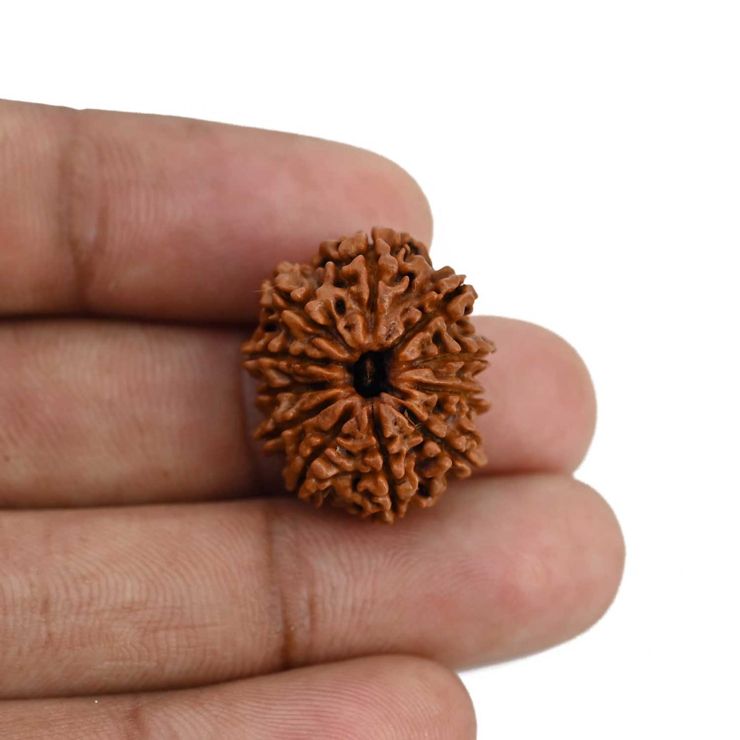 11 Mukhi Rudraksha (Nepal) 22.6 MM
