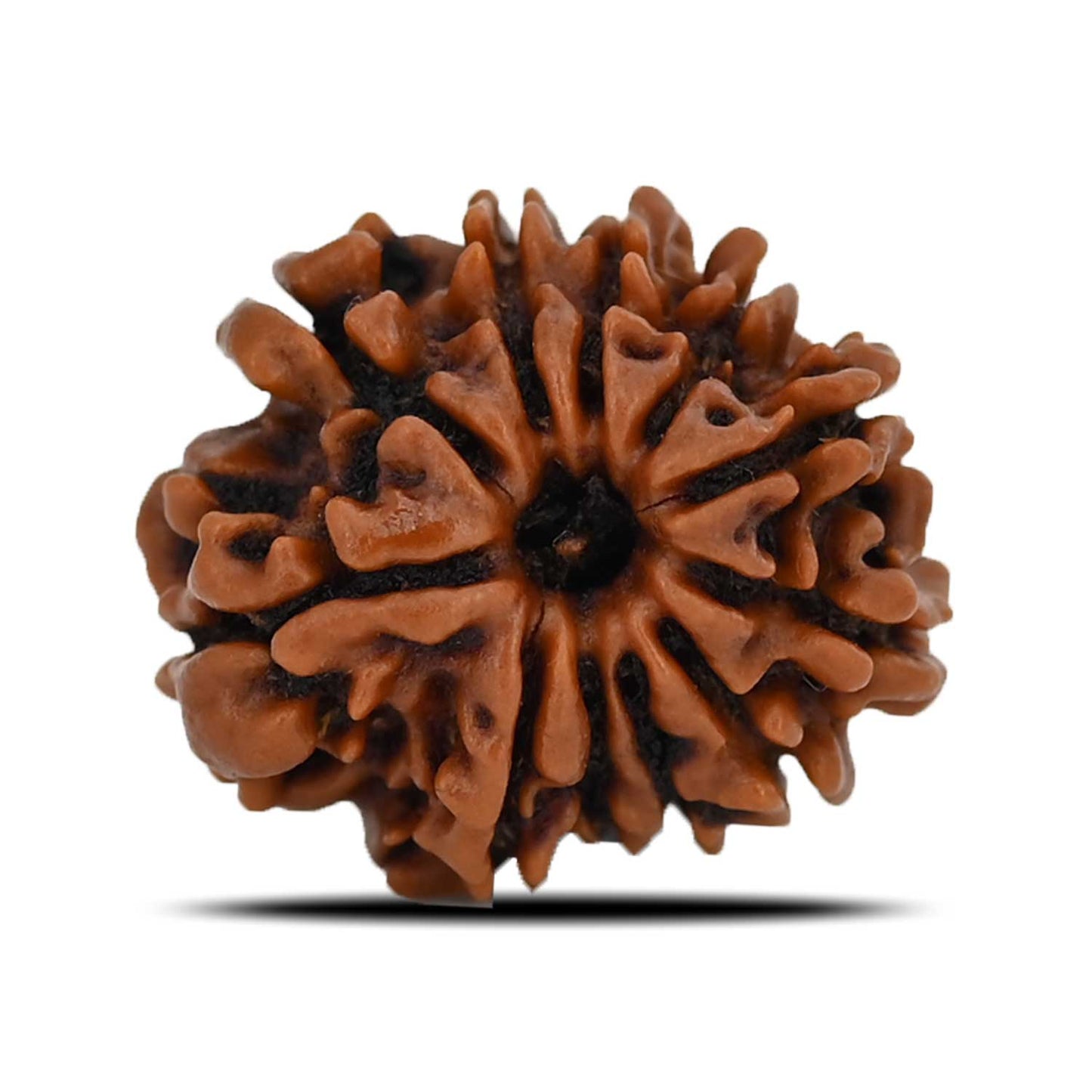 11 Mukhi Rudraksha (Nepal) 21.67 MM