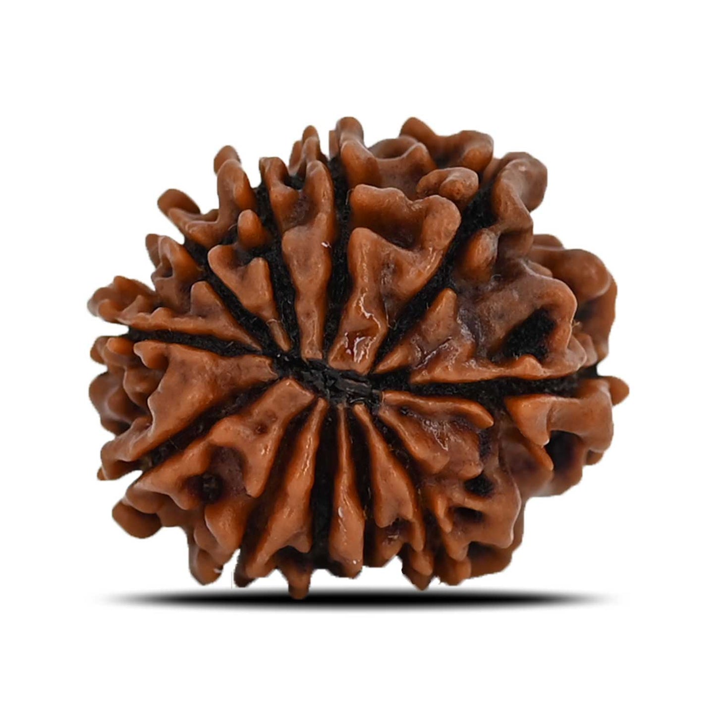 11 Mukhi Rudraksha (Nepal) 21.67 MM