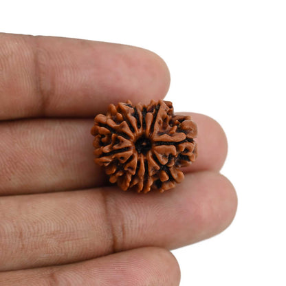 11 Mukhi Rudraksha (Nepal) 21.67 MM