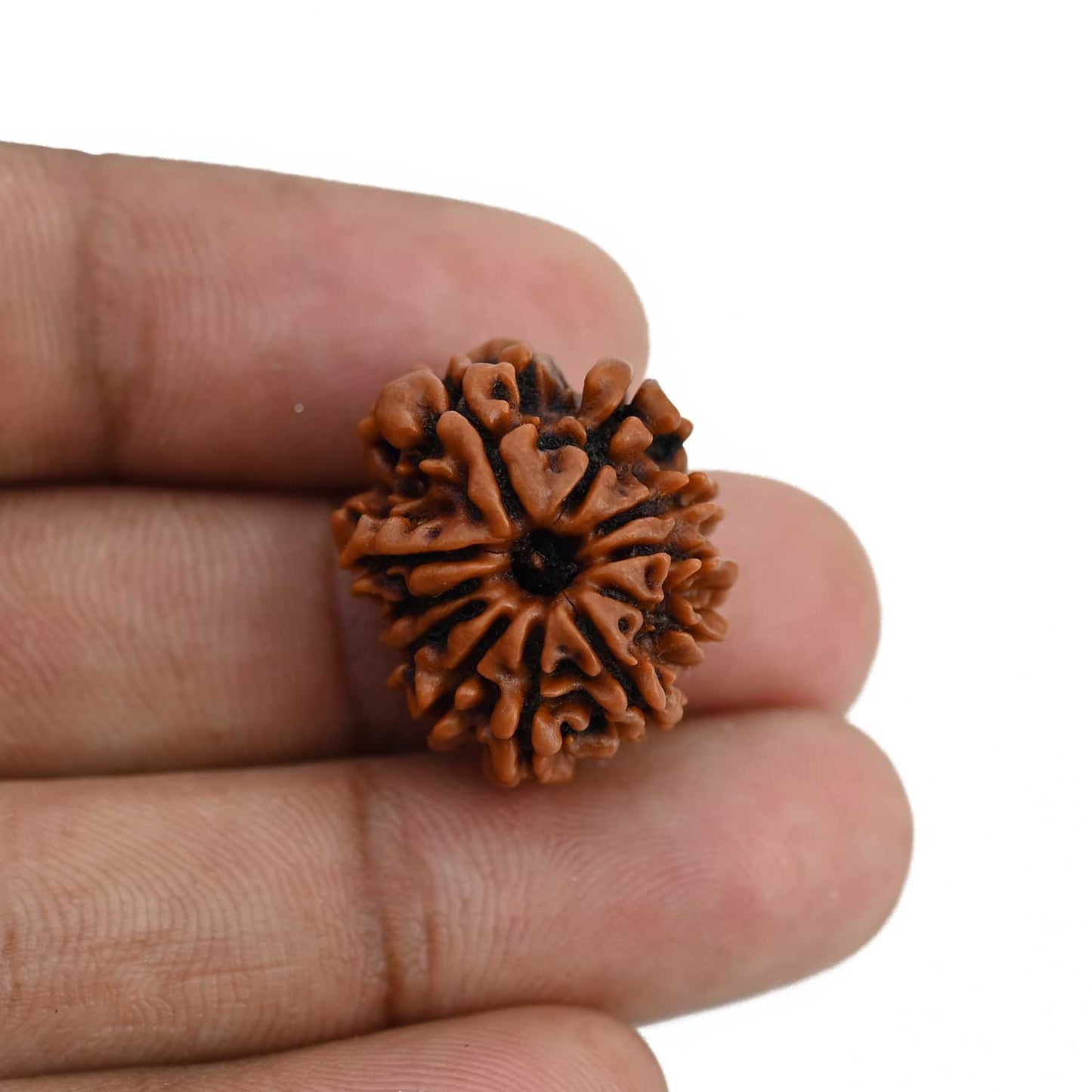 11 Mukhi Rudraksha (Nepal) 21.67 MM