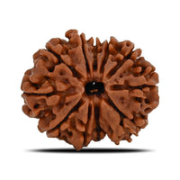 Rudraksha