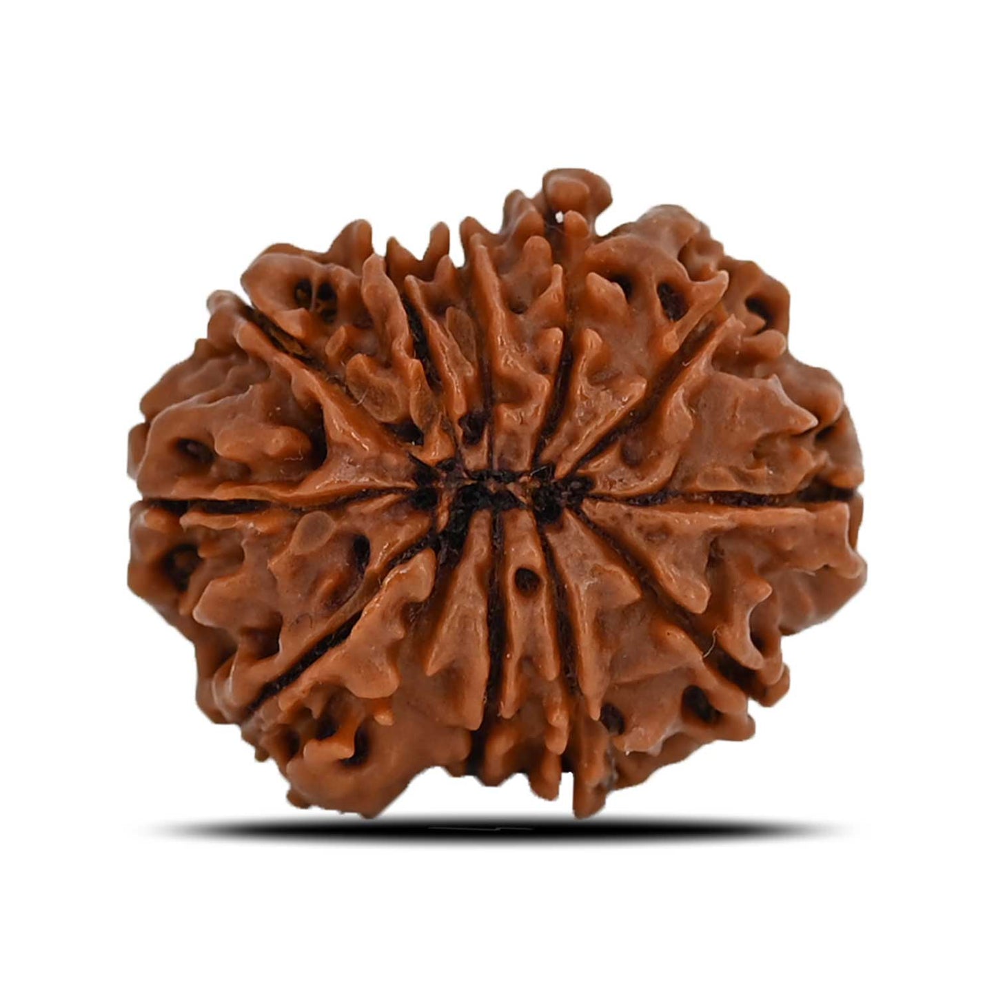 11 Mukhi Rudraksha (Nepal) 23.53 MM