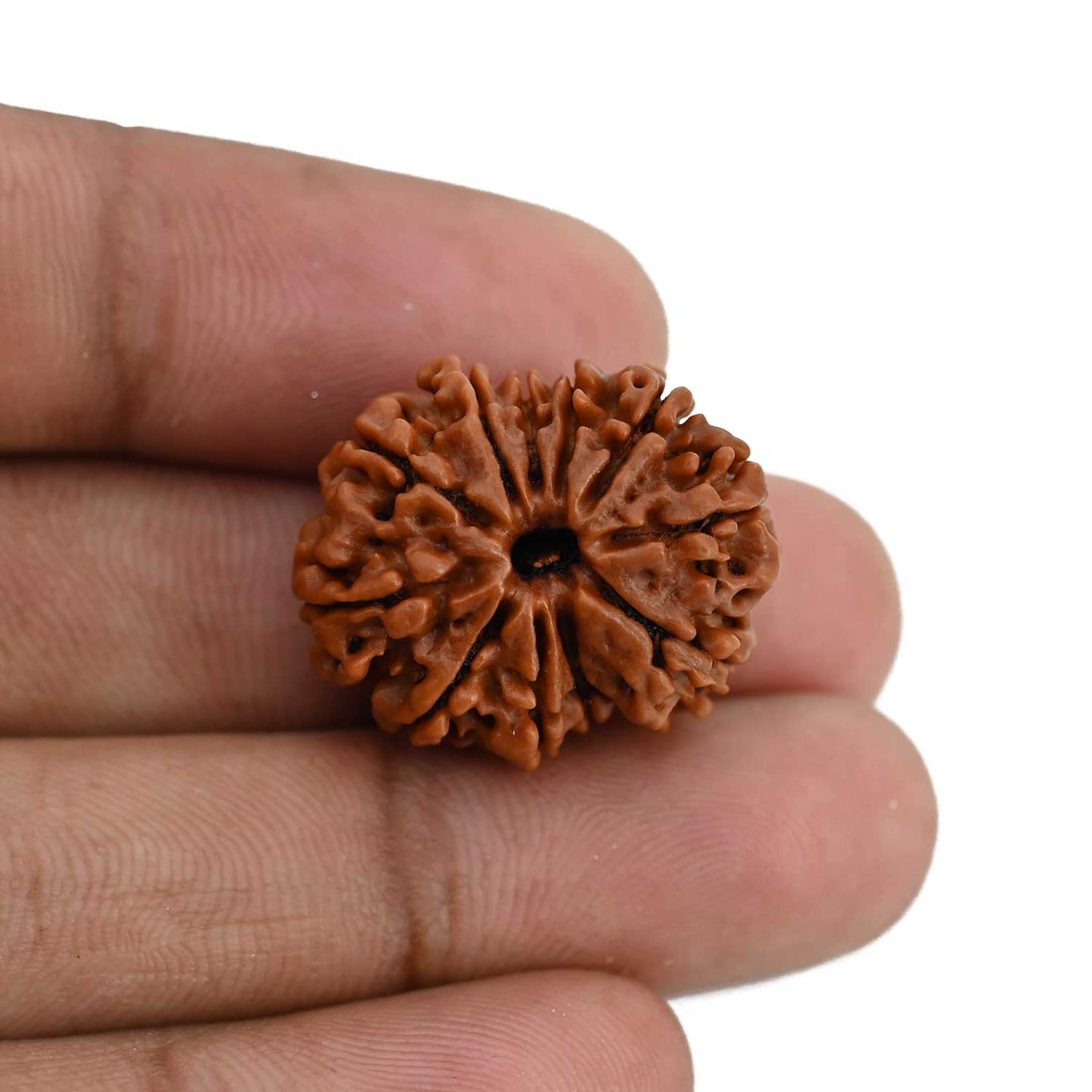 11 Mukhi Rudraksha (Nepal) 23.53 MM