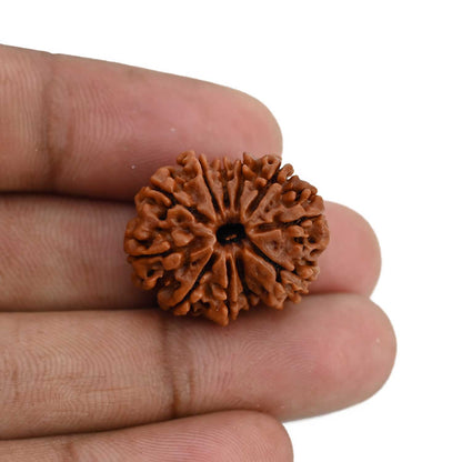 11 Mukhi Rudraksha (Nepal) 23.53 MM