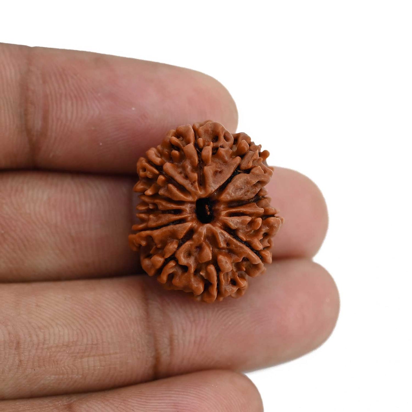 11 Mukhi Rudraksha (Nepal) 23.53 MM