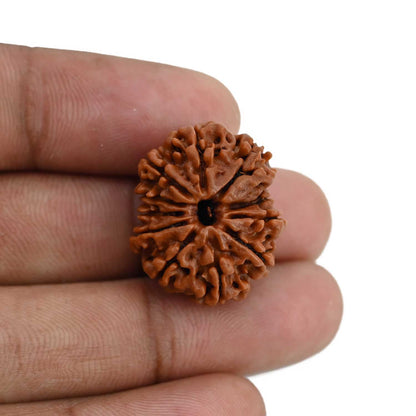 11 Mukhi Rudraksha (Nepal) 23.53 MM