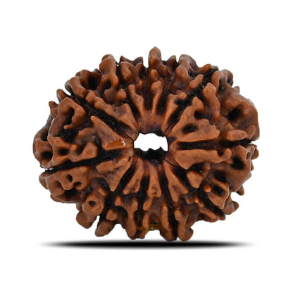 11 Mukhi Rudraksha (Nepal) 23.68 MM