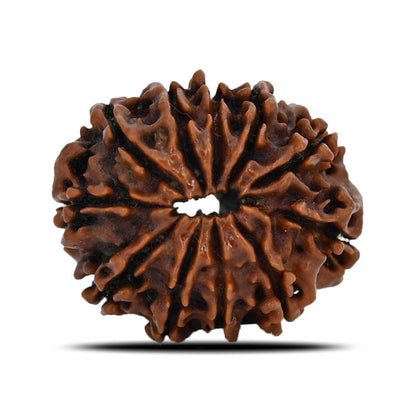 11 Mukhi Rudraksha (Nepal) 23.68 MM