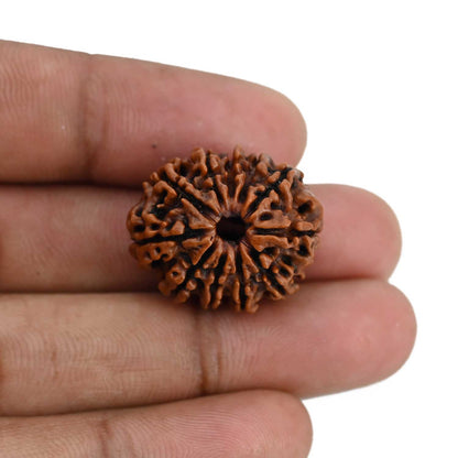 11 Mukhi Rudraksha (Nepal) 23.68 MM