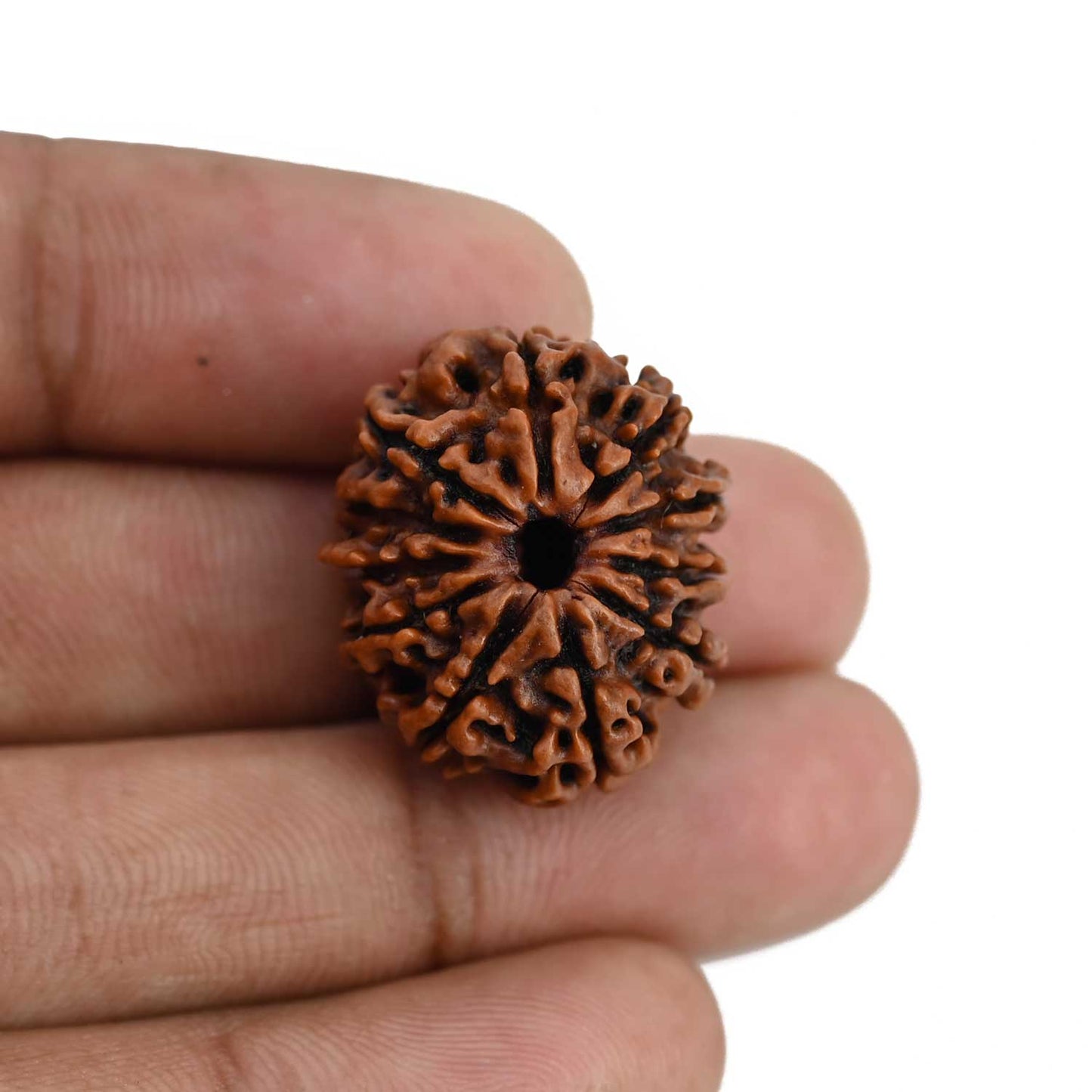 11 Mukhi Rudraksha (Nepal) 23.68 MM
