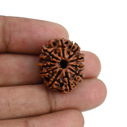 11 Mukhi Rudraksha (Nepal) 23.68 MM