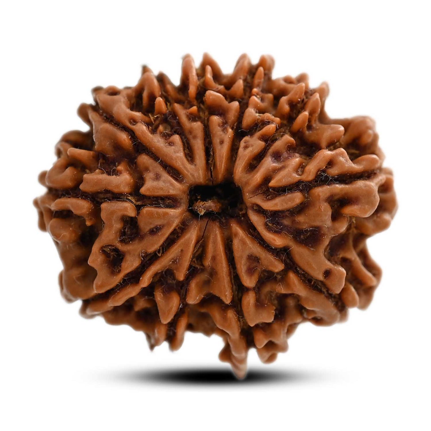 11 Mukhi Rudraksha (Nepal) 28.5 M.M.