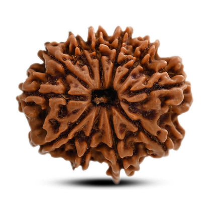 11 Mukhi Rudraksha (Nepal) 28.5 M.M.