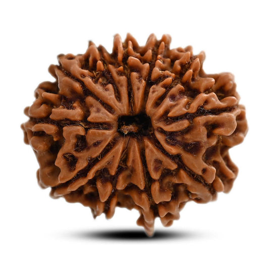11 Mukhi Rudraksha (Nepal) 28.5 M.M.