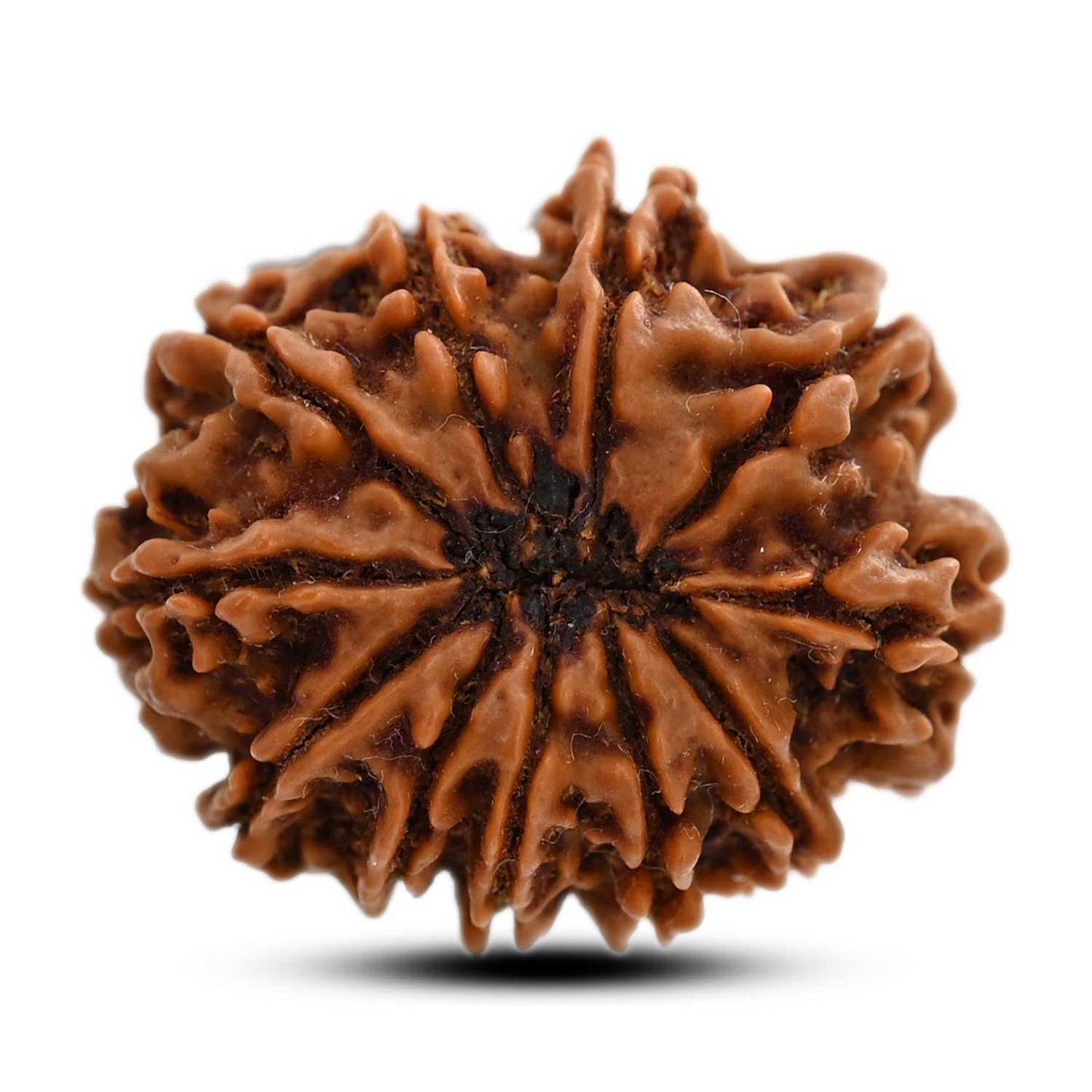 11 Mukhi Rudraksha (Nepal) 28.5 M.M.