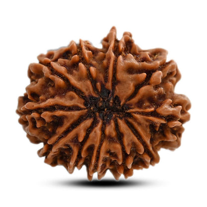 11 Mukhi Rudraksha (Nepal) 28.5 M.M.