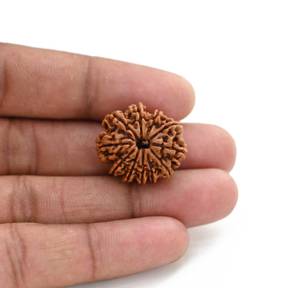 11 Mukhi Rudraksha (Nepal) 28.5 M.M.