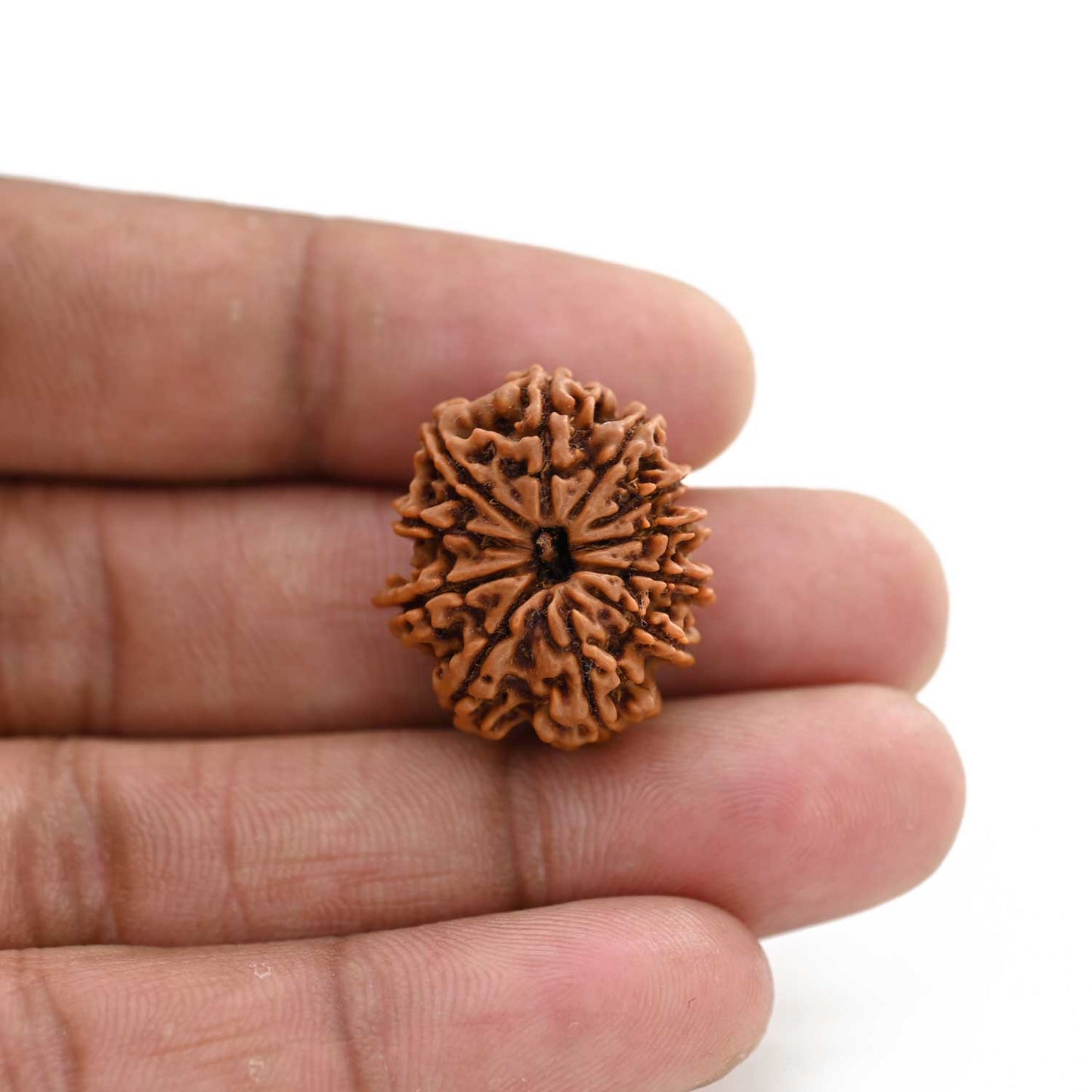 11 Mukhi Rudraksha (Nepal) 28.5 M.M.