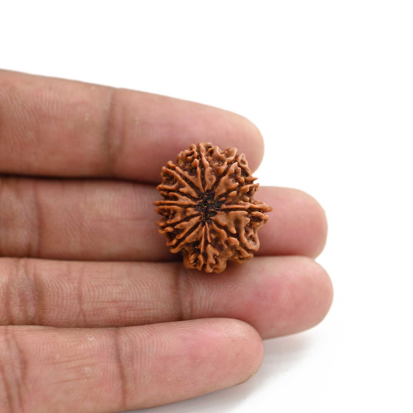 11 Mukhi Rudraksha (Nepal) 28.5 M.M.
