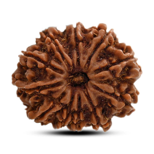 11 Mukhi Rudraksha (Nepal) 27.9 M.M.
