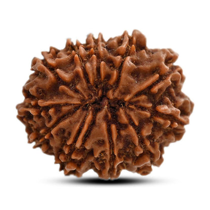 11 Mukhi Rudraksha (Nepal) 27.9 M.M.