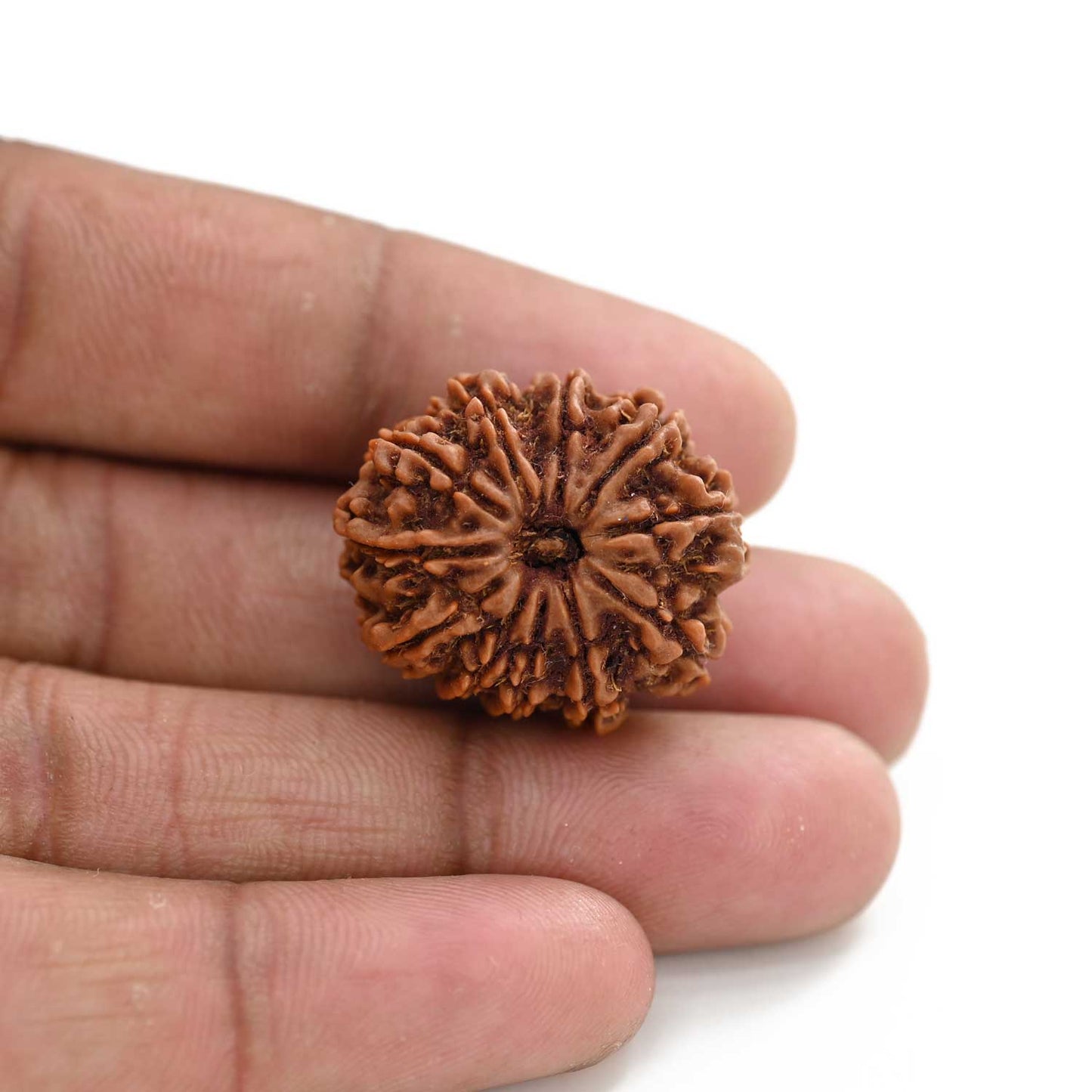 11 Mukhi Rudraksha (Nepal) 27.9 M.M.