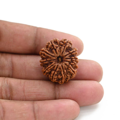 11 Mukhi Rudraksha (Nepal) 27.9 M.M.