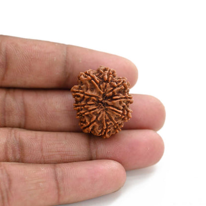 11 Mukhi Rudraksha (Nepal) 27.9 M.M.