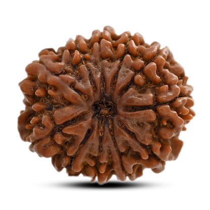 11 Mukhi Rudraksha (Nepal) 25 M.M.