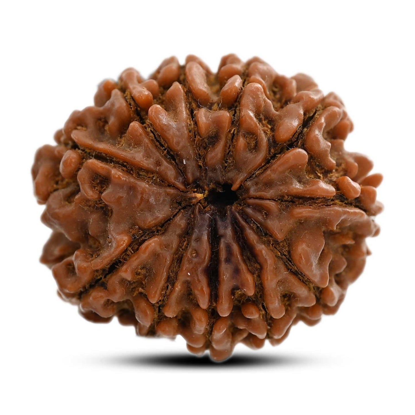 11 Mukhi Rudraksha (Nepal) 25 M.M.