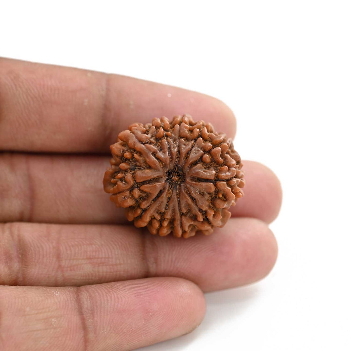 11 Mukhi Rudraksha (Nepal) 25 M.M.