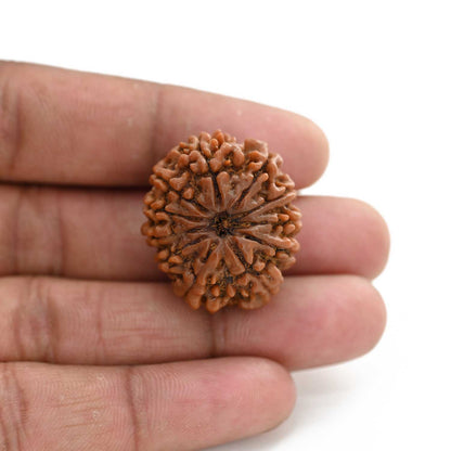 11 Mukhi Rudraksha (Nepal) 25 M.M.