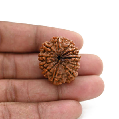 11 Mukhi Rudraksha (Nepal) 25 M.M.