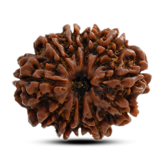 11 Mukhi Rudraksha (Nepal) 30.69 M.M.