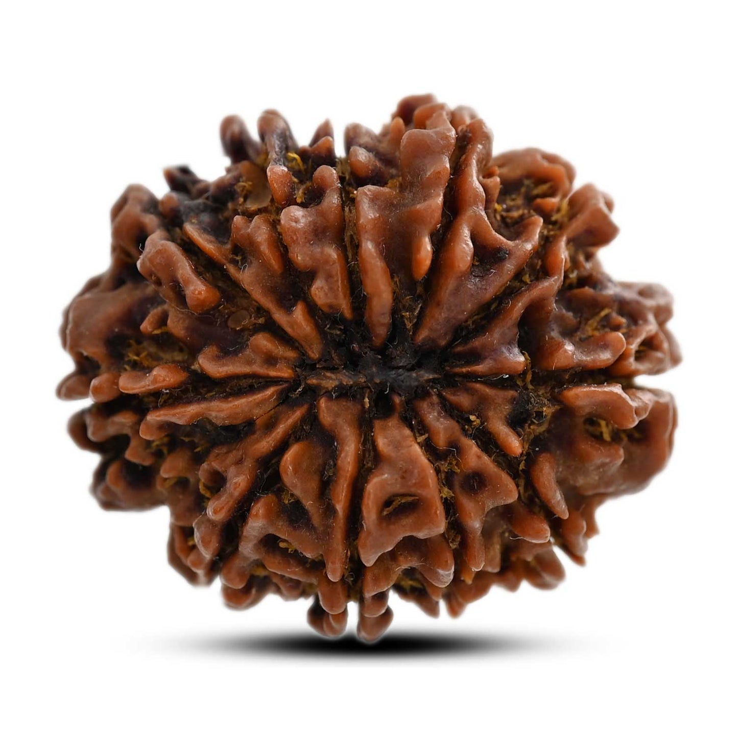 11 Mukhi Rudraksha (Nepal) 30.69 M.M.