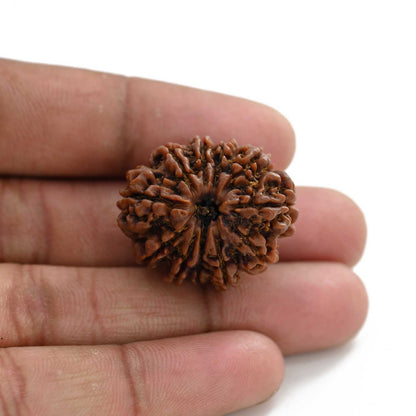 11 Mukhi Rudraksha (Nepal) 30.69 M.M.