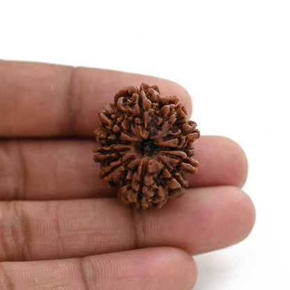 11 Mukhi Rudraksha (Nepal) 30.69 M.M.