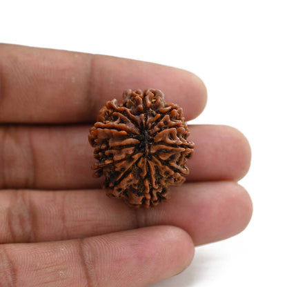 11 Mukhi Rudraksha (Nepal) 30.69 M.M.