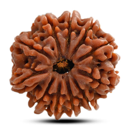 11 Mukhi Rudraksha (Nepal) 28 M.M.