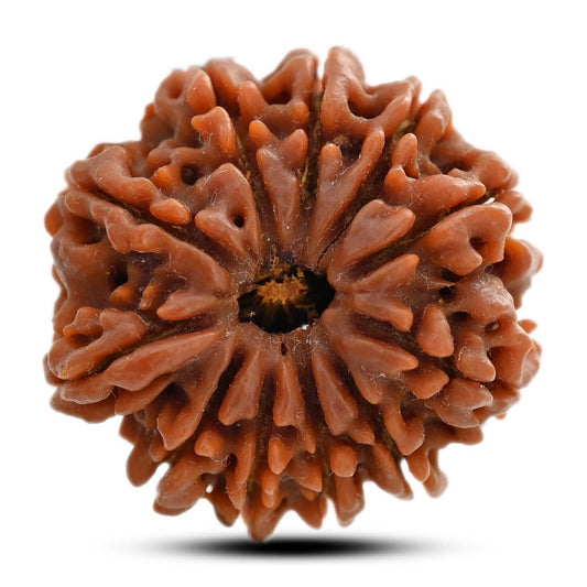 11 Mukhi Rudraksha (Nepal) 28 M.M.
