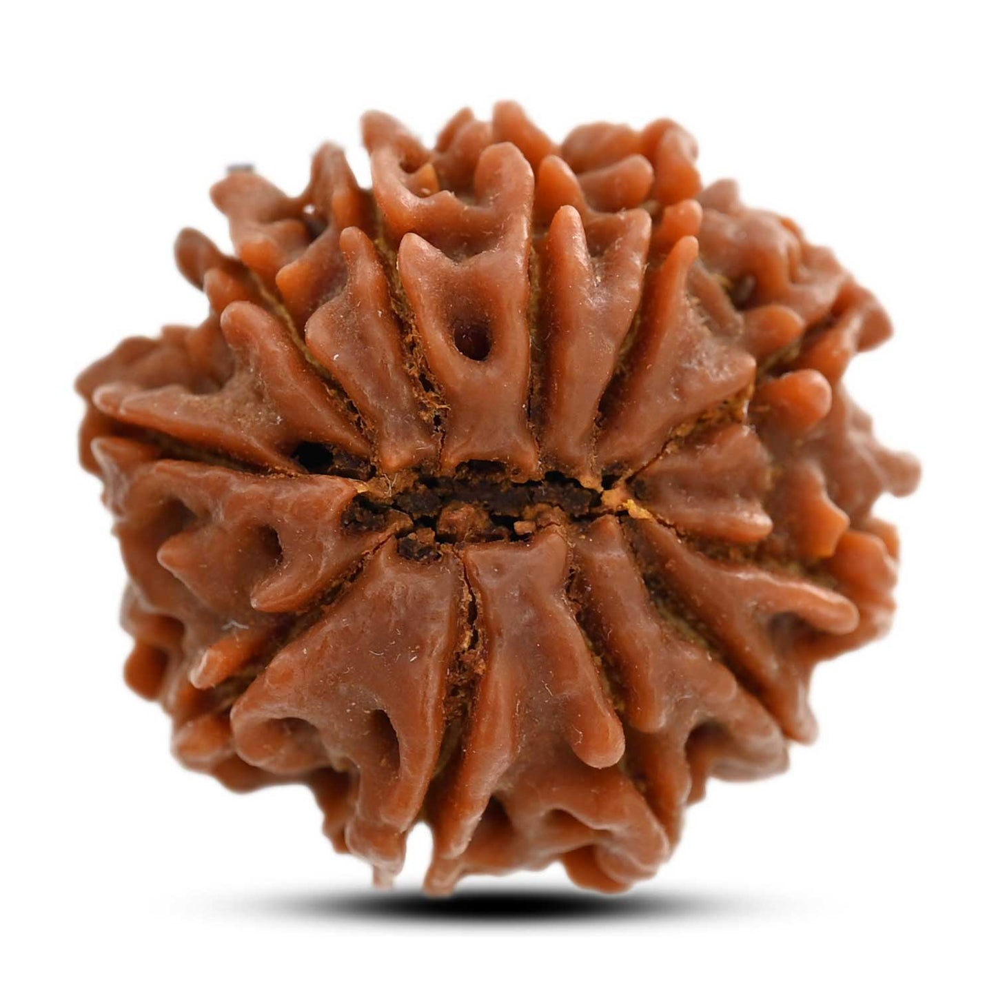 11 Mukhi Rudraksha (Nepal) 28 M.M.