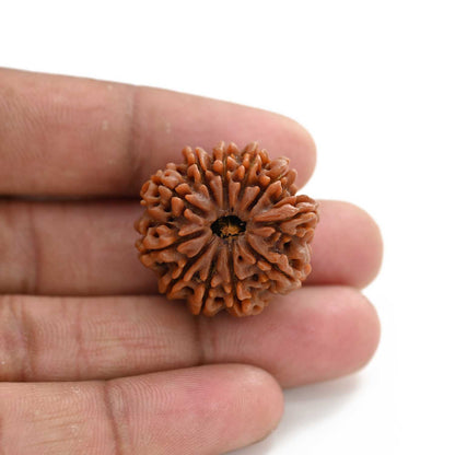 11 Mukhi Rudraksha (Nepal) 28 M.M.